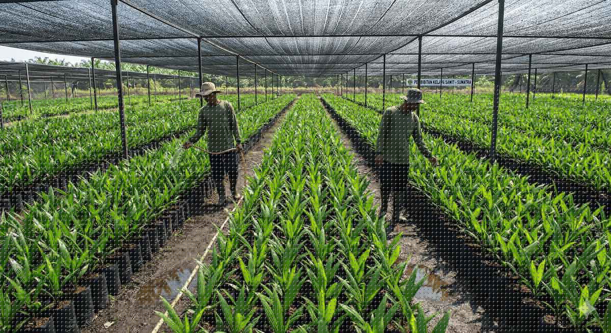 [Area Pembibitan]